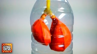Cómo Hacer Unos Pulmones Caseros Que Respiran Proyecto De Ciencias