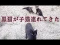 野良猫の黒猫が子猫を連れてきました