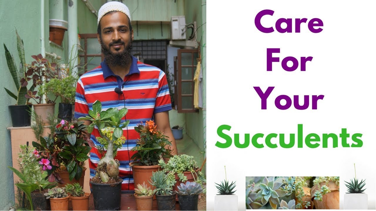 Succulent Care Tips For Indian Gardeners/ Creative Gardening