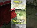 J&amp;K Police Station Mein Bhayankar Blast