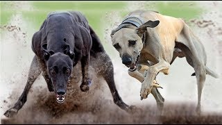 Indian Caravan Hound vs Rampur Greyhound (Breed Info. and Comparison) by Dog vs Dog Breed Comparision 71,816 views 5 years ago 7 minutes, 12 seconds