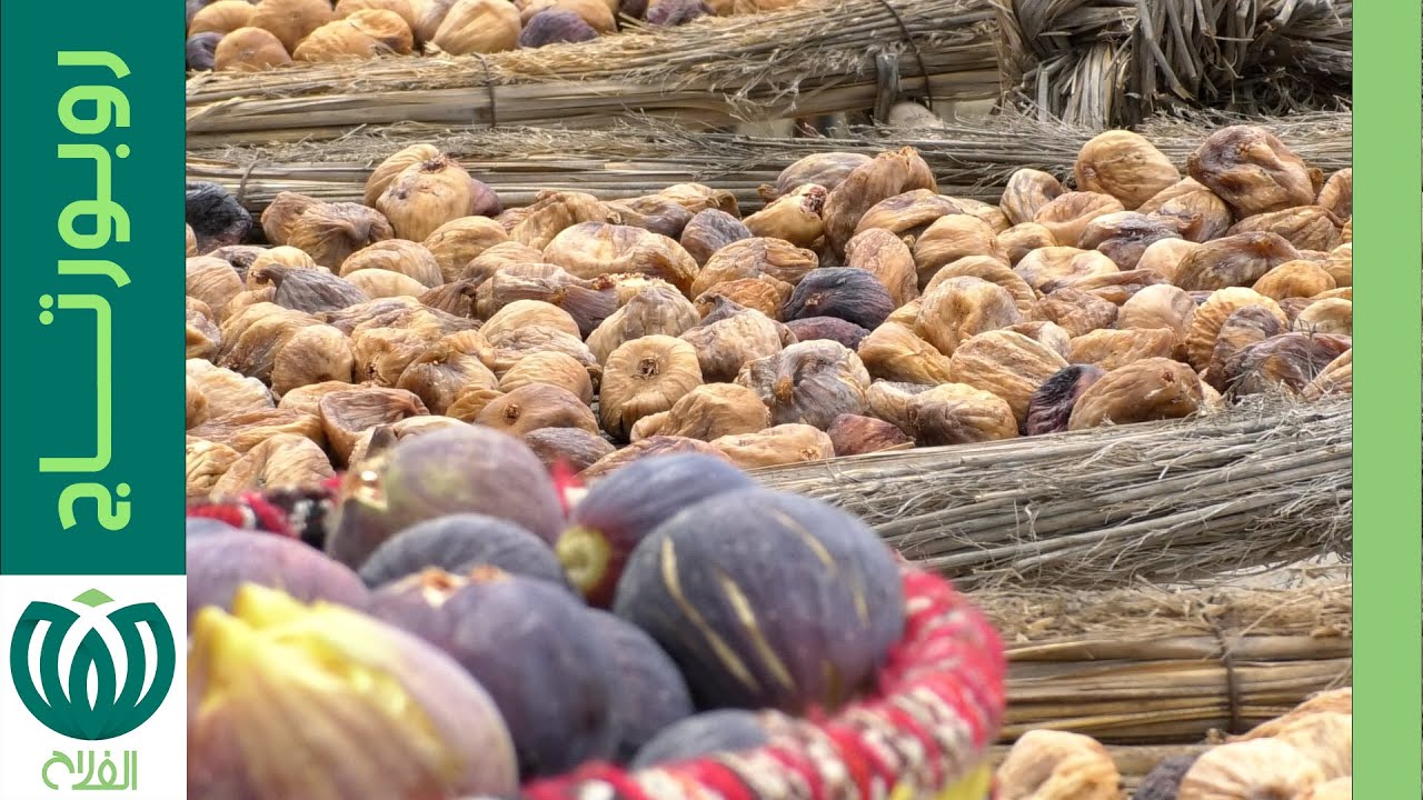 التين المجفف بني معوش