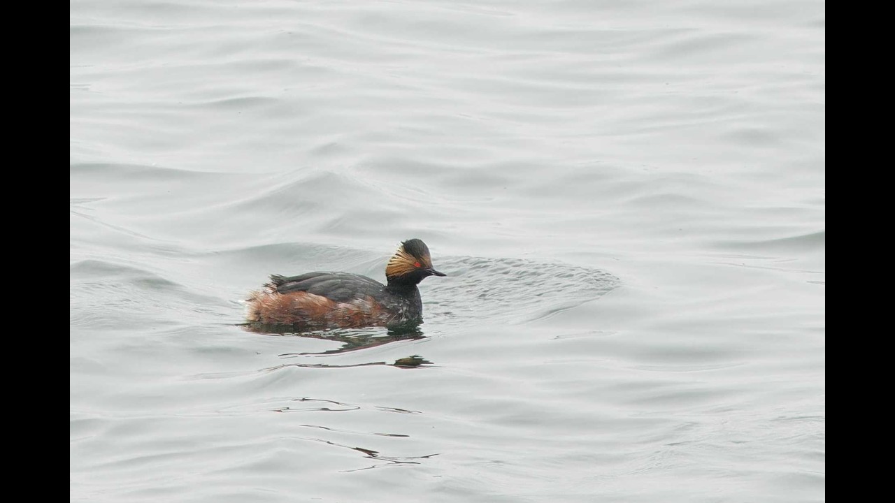 Black-necked Grebes, Staines Reservoirs, London, 8/3/26