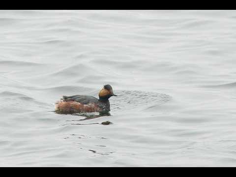 Black-necked Grebes, Staines Reservoirs, London, 8/3/26