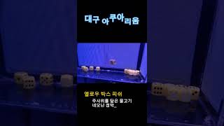 대구 아쿠아리움 (옐로우 박스 피쉬)