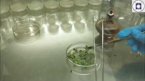 Strawberry Callus Culture Without Surface Sterilization