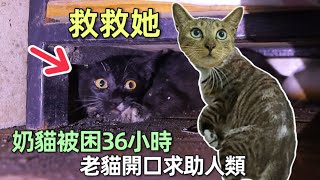 流浪奶貓被困車庫36小時全靠老貓開口喊人類來救太危险了李喜猫