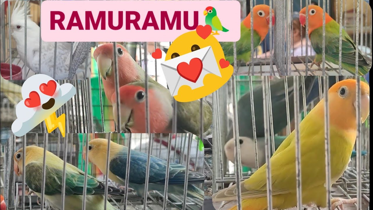 Vlog389 Ramu Ramu Dito Malabon Pet Market. Ano Napili Mo Lodi🦜🦜🦜🦜🦜😊