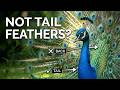 5 Facts You Didn't Know About Peacocks!