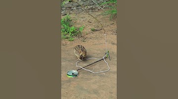 Primitive Quail Trap #youtubeshorts #shorts #shortvideo