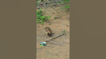 Primitive Quail Trap Youtubeshorts Shorts Shortvideo 