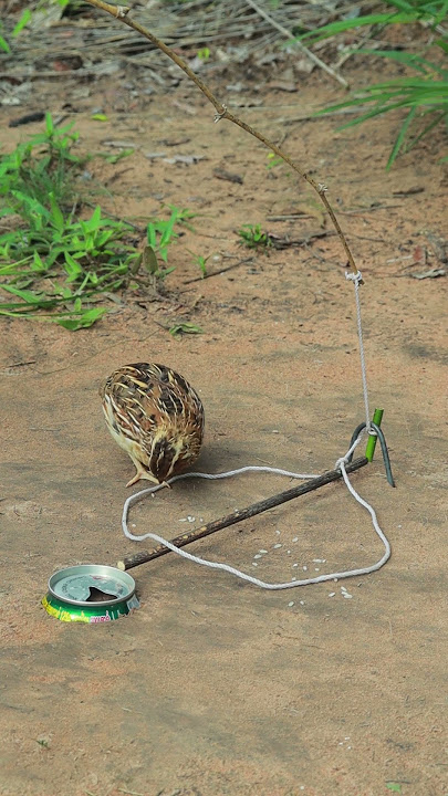 Primitive Quail Trap #youtubeshorts #shorts #shortvideo