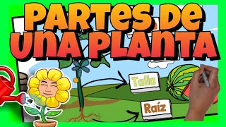 🌼 PARTES de una PLANTA para NIÑOS de PREESCOLAR