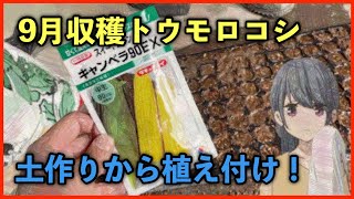 遅植えトウモロコシの植え方！品種や株間や肥料、植えどきなど詳しく解説しています。