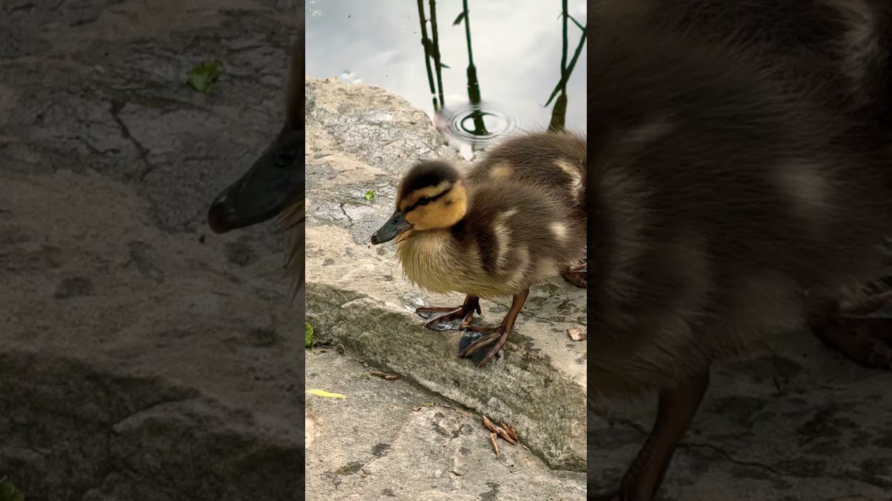 Mallard ducklings 🐥🐥🐥 #shirts
