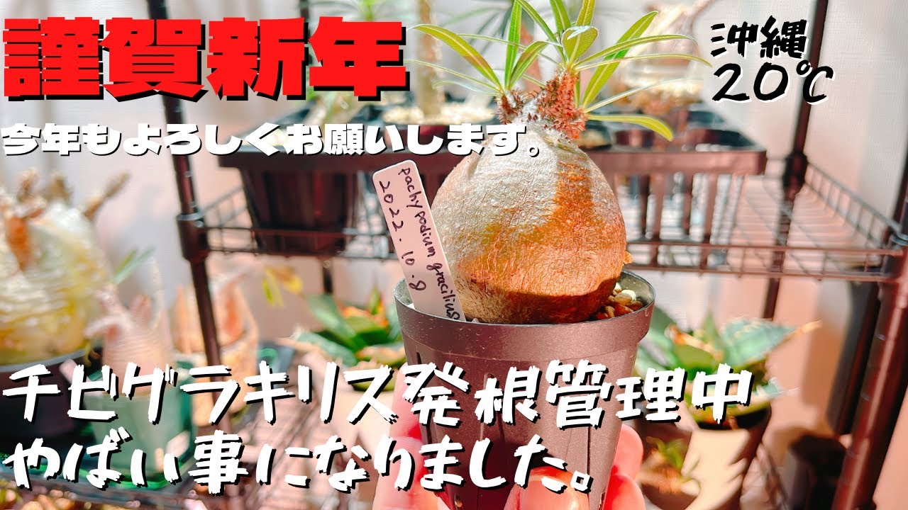 塊根植物】謹賀新年。チビグラキリスが大変な事になった⁉️ショック