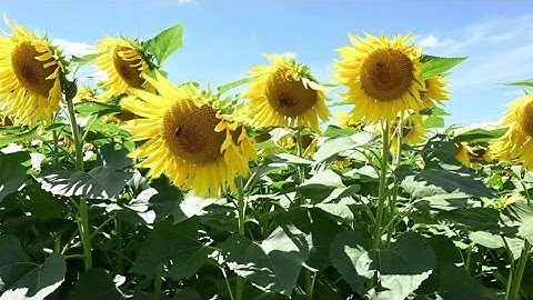 Signs of autumn | PhotoLink Library