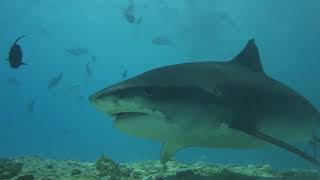 Мальдивы | Тигровые акулы