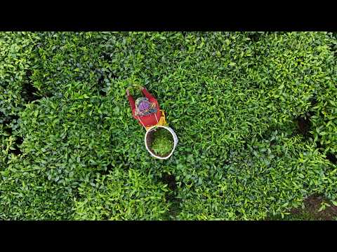 Rwanda: brewing a new tea sector strategy for better livelihoods