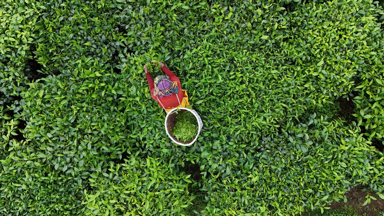 Quality-Driven Agricultural Development Strategy