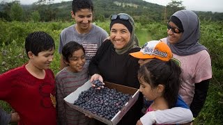 Download Lagu Salam Mama - Blueberries at the CSA MP3