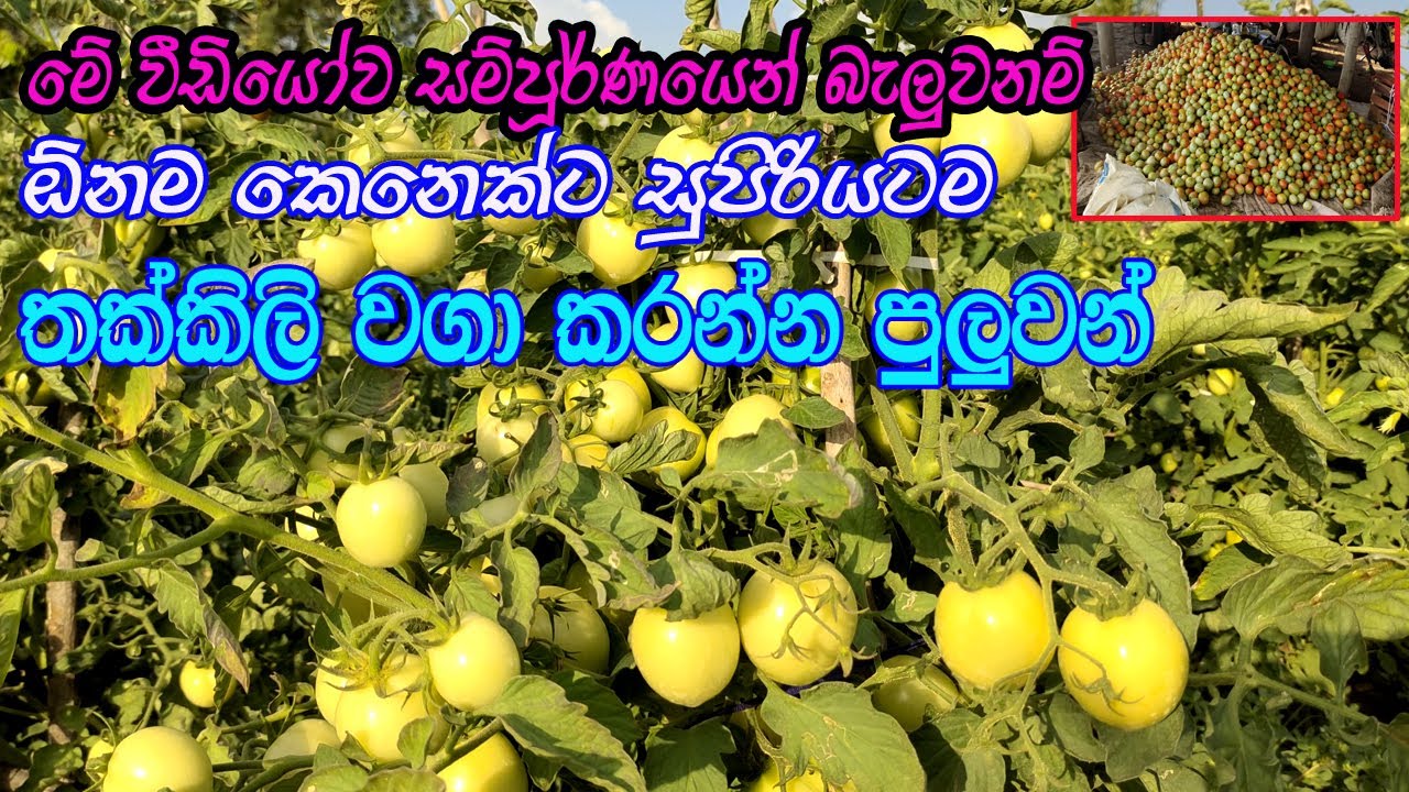 තක්කාලි වගාව මුල සිට අග දක්වා සරලව | tomato cultivation in sri lanka | thakkali wagawa