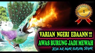 MASTERAN BURUNG MEWAH - MASTERAN BURUNG TEMBAKAN MEWAH - MASTERAN BURUNG ISIAN MEWAH