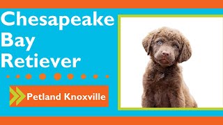 Chesapeake Bay Retriever Fun Facts by Petland Knoxville 2 views 2 months ago 45 seconds