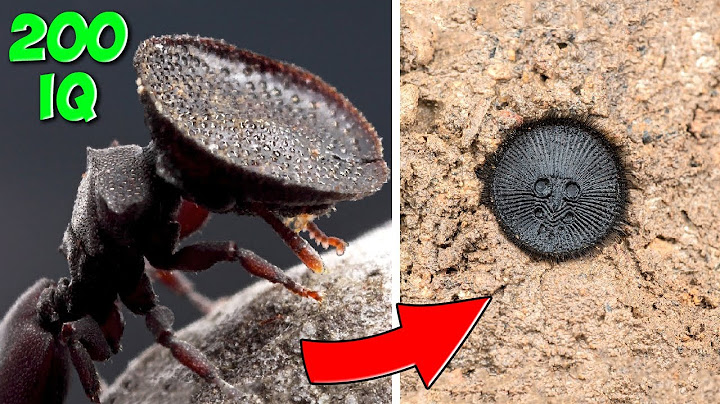 Divine-Level Hunters: 10 Predatory Insects with Ingenious Hunting Skills