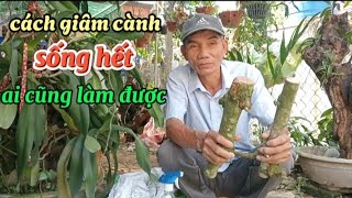 Mẹo giâm cành mai đơn giản,to nhỏ đều sống hết