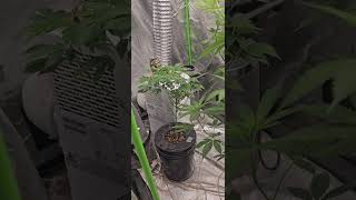 Muscle Dummy/ Lemon Space Cake - Flip mode flower time. Mr. Green Jeans Genetic