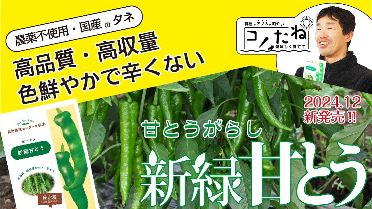 Introducing the non-spicy fixed variety [Sweet pepper/Spring green
