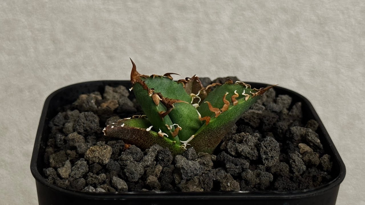 20260907 アガベ・チタノタ シーザー/CJ血統（凱撒）芽-021｜agave