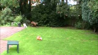 Coco 29 aug 2011.wmv