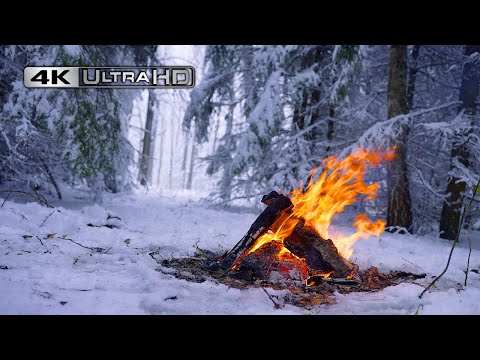 نار مخيم في غابة ثلجية أصوات نيران نقية أجواء الشتاء 4K 12 ساعة