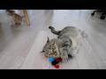 Cute kitten overwhelmed by its mom cats' rough-and-tumble play…