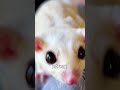. A Pink Sugar Glider has arrived. Sugar glider.  #sugarglider #cuteanimals #possum #smallanimals