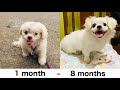 WATCH OUR DOG GROW | Japanese Spitz/Pekingese の動画、YouTube動画。