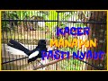 Kacer Gacor Konslet Dor Full Isian Bagus Buat Masteran Yang Macet Bunyi Mp3 - Mp4 Download