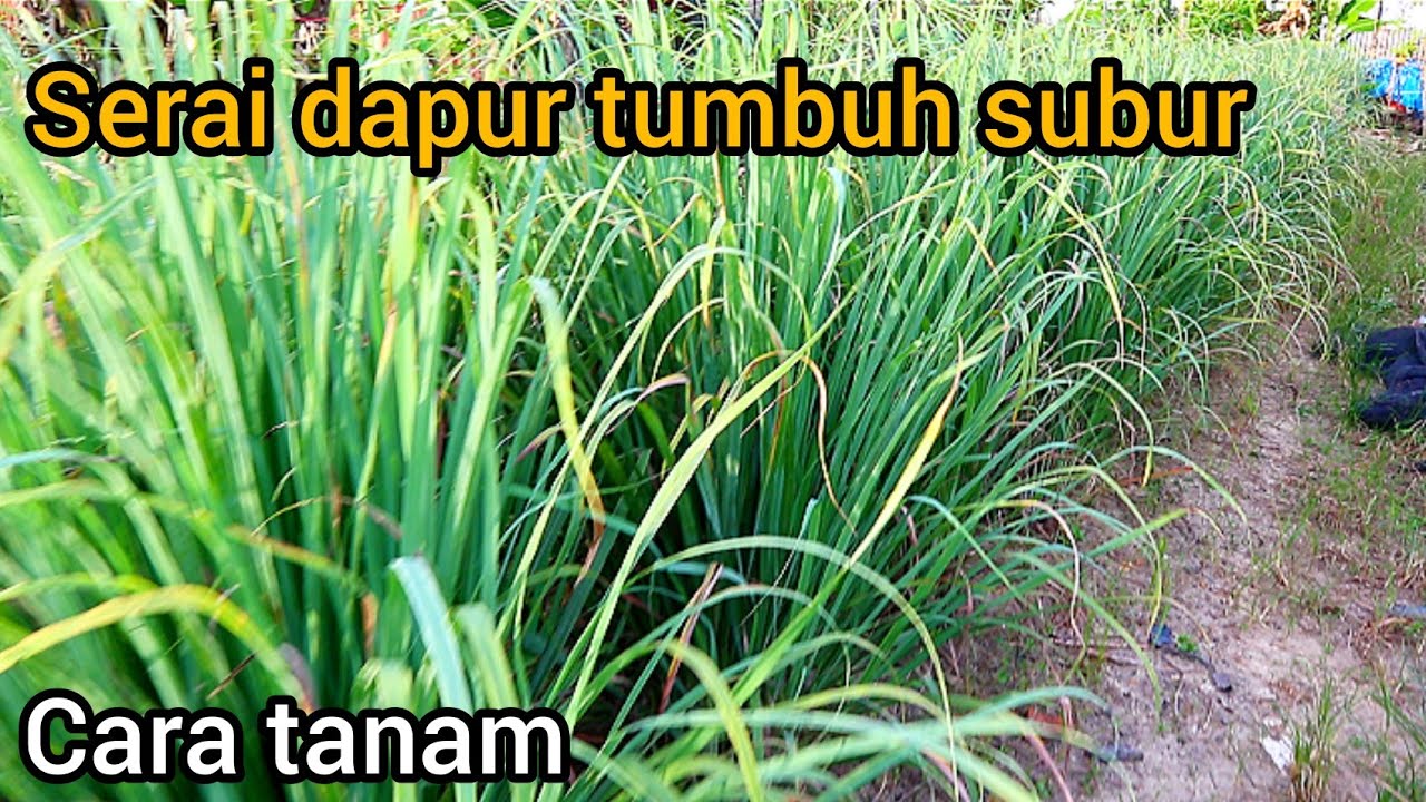 Cara menanam serai dapur di tanah agar tumbuh subur dan hasil maksimal