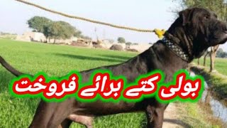 Black Bully Dog Available For Sale In Pakistan | Shikari Dog|
