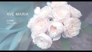 かの香織［Ave Maria］Music Video