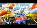 錦鯉 アクアポニックス陸上養殖  DoDo Aqua Japan