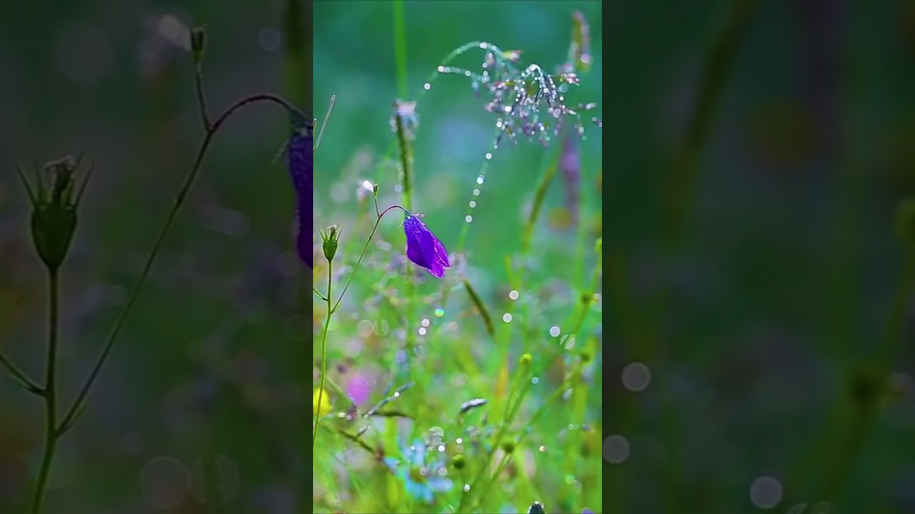 🌿✨ Nature’s Magic Adventure 🌸🍃🌞