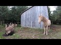 Horse farts in stereo