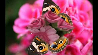 Richard Clayderman - Fur Elise Richard Clayderman - Fur Elise