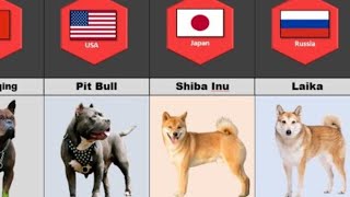 Dog breeds from different countries by LYSON'S LION TECH 77 views 1 year ago 1 minute, 26 seconds