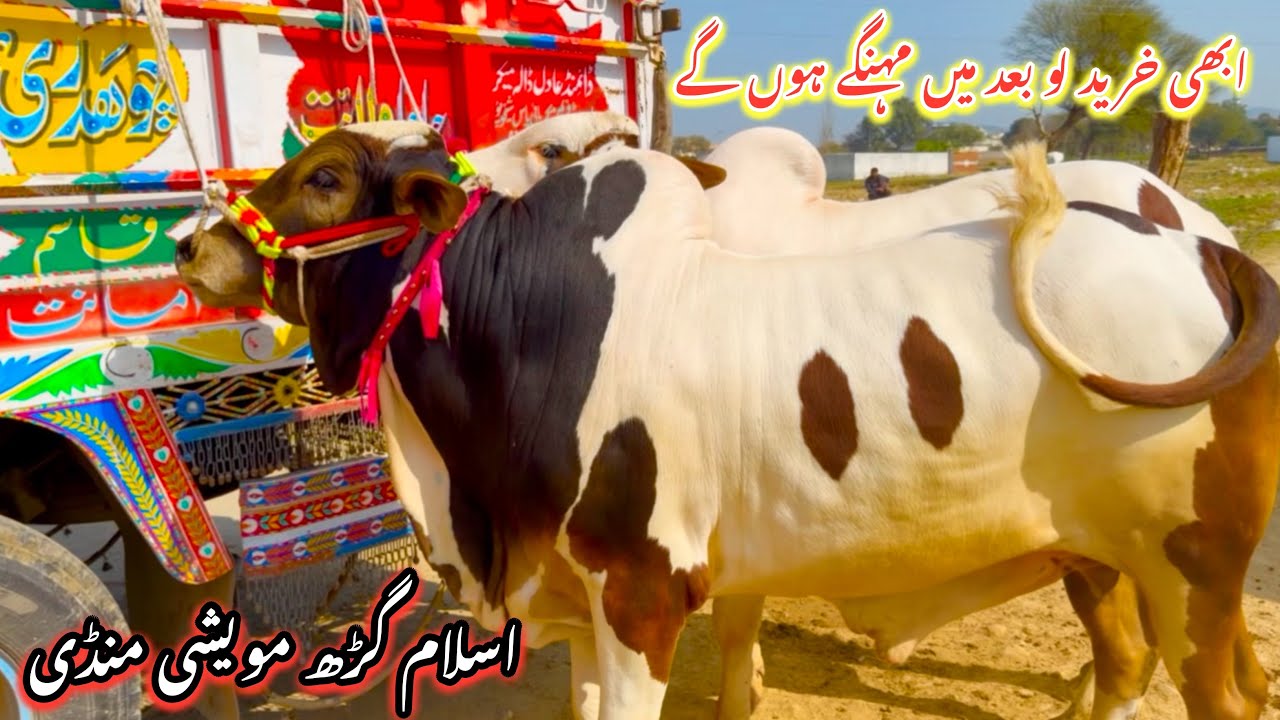 Buy Now Before Prices Rise! 🐂 Islamgarh Maveshi Mandi Latest Update | Des Pardes 