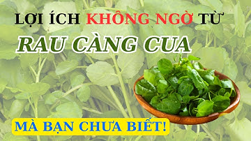 lợi ích không ngờ từ rau càng cua mà bạn chưa biết!