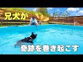 衝撃！男前すぎる兄犬がまさかの行動に💦これは惚れてまうやろｗ